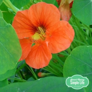 grow your own food - nasturtiums