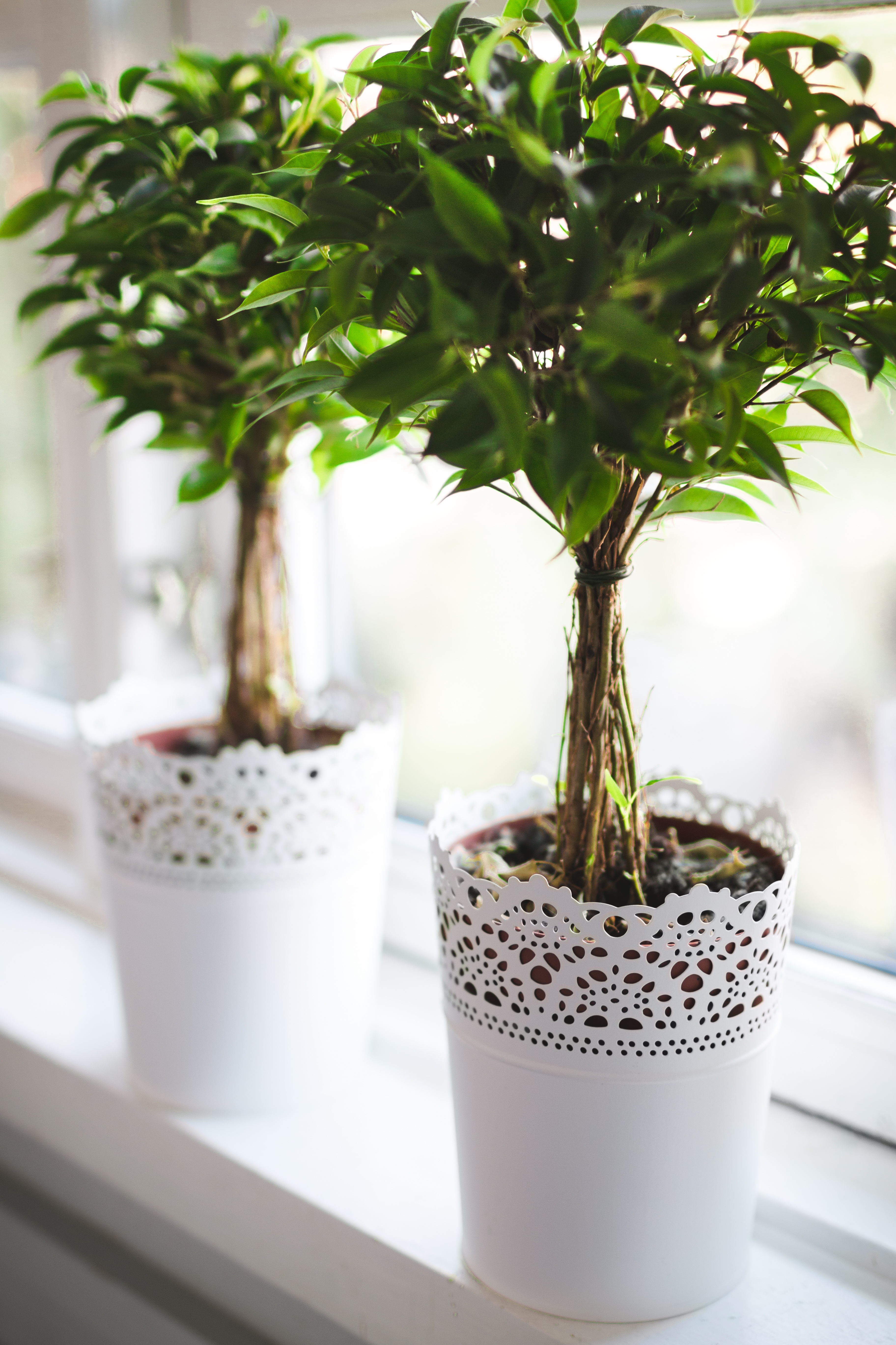 Thrifty ideas for cosy decoration includes indoor plants